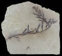 Metasequoia (Dawn Redwood) Fossil Plate - Montana #52190-1